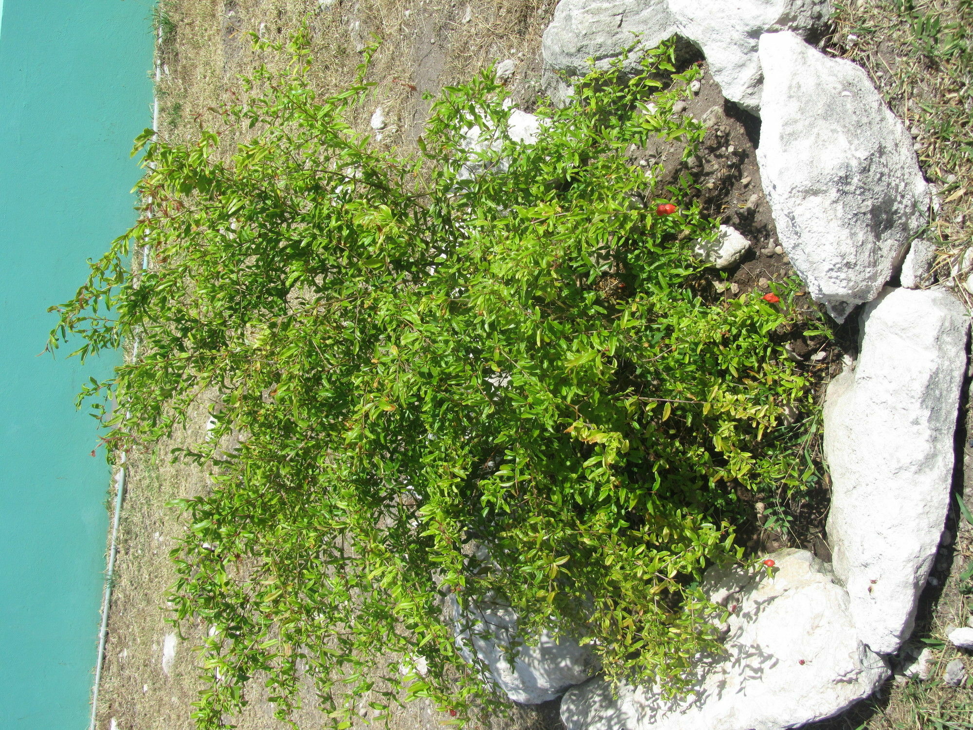 Sea Grape Villas The Settlement Exterior foto